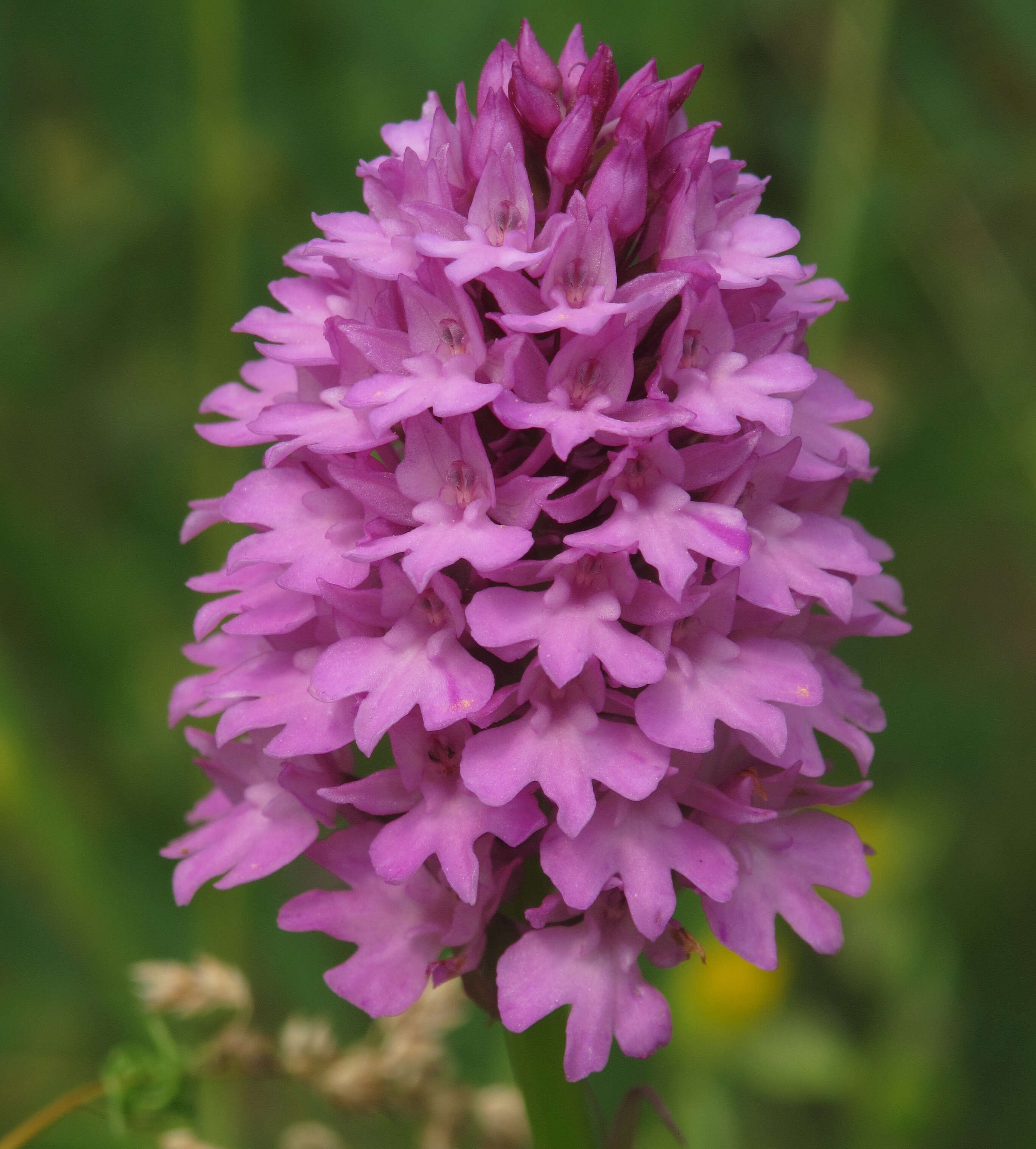 صورة Anacamptis pyramidalis (L.) Rich.