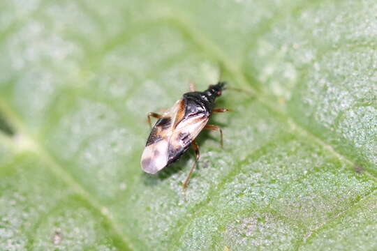 Image of Common flowerbug