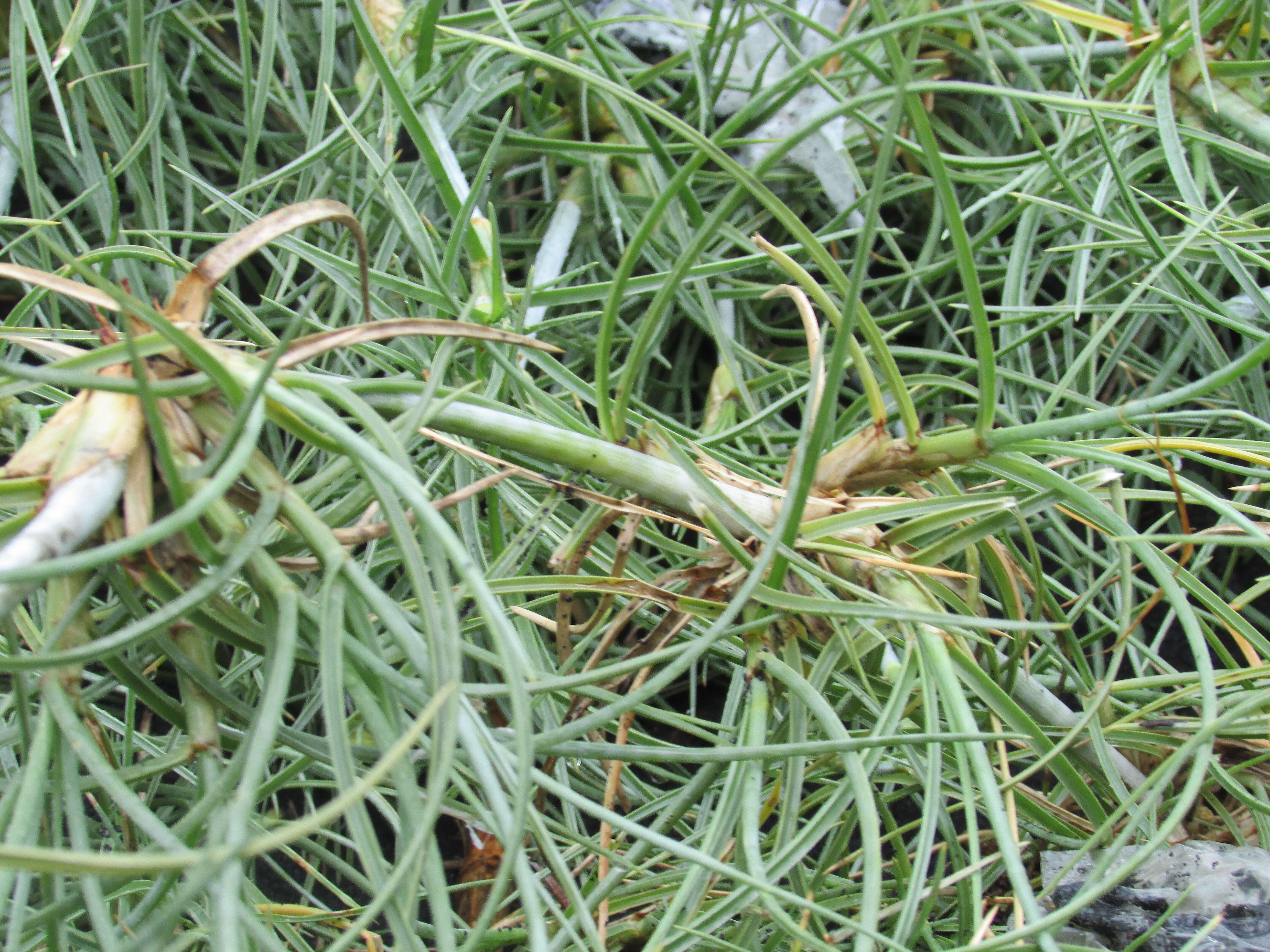 Image of Spinifex littoreus (Burm. fil.) Merr.