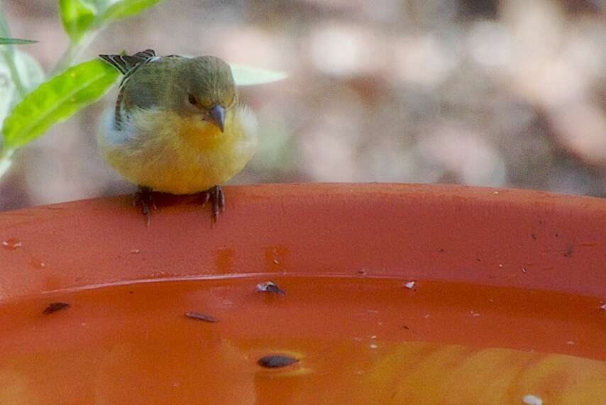 Image of Lesser Goldfinch