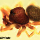 Image of Taliniella