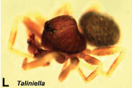 Image of Taliniella