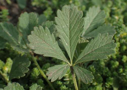 Image of Potentilla incana Gaertn. Mey. & Scherb.