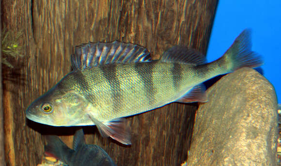 Image of Perch