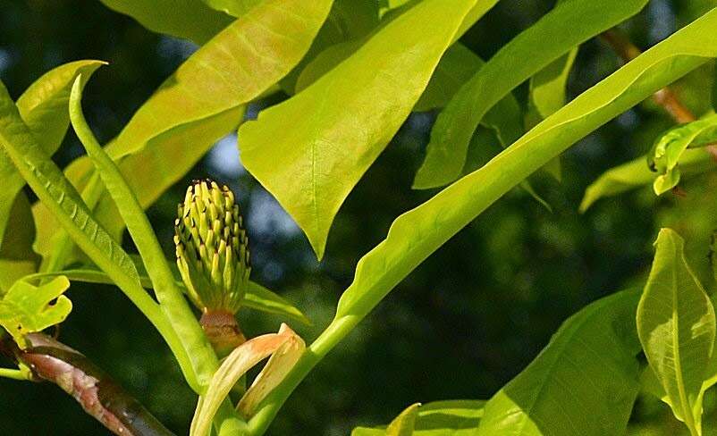 Sivun Magnolia tripetala (L.) L. kuva