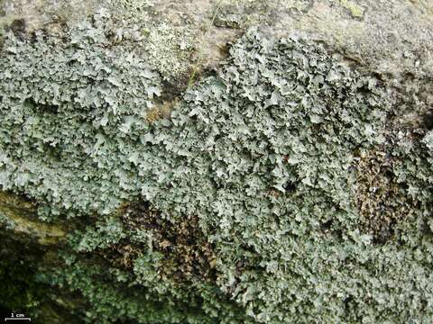 Image of shield lichen