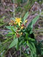 Sivun Hypericum adpressum W. C. P. Barton kuva