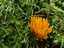 Imagem de Calocera viscosa (Pers.) Fr. 1821