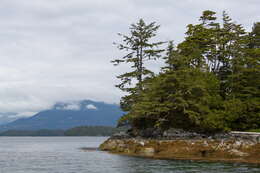 Image of western hemlock