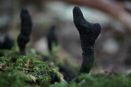 Imagem de Xylaria polymorpha (Pers.) Grev. 1824