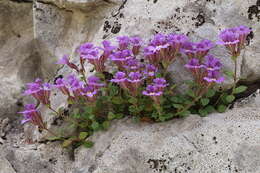 Image of Chaenorhinum origanifolium (L.) Fourr.