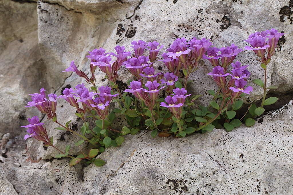 Слика од Chaenorhinum origanifolium (L.) Fourr.