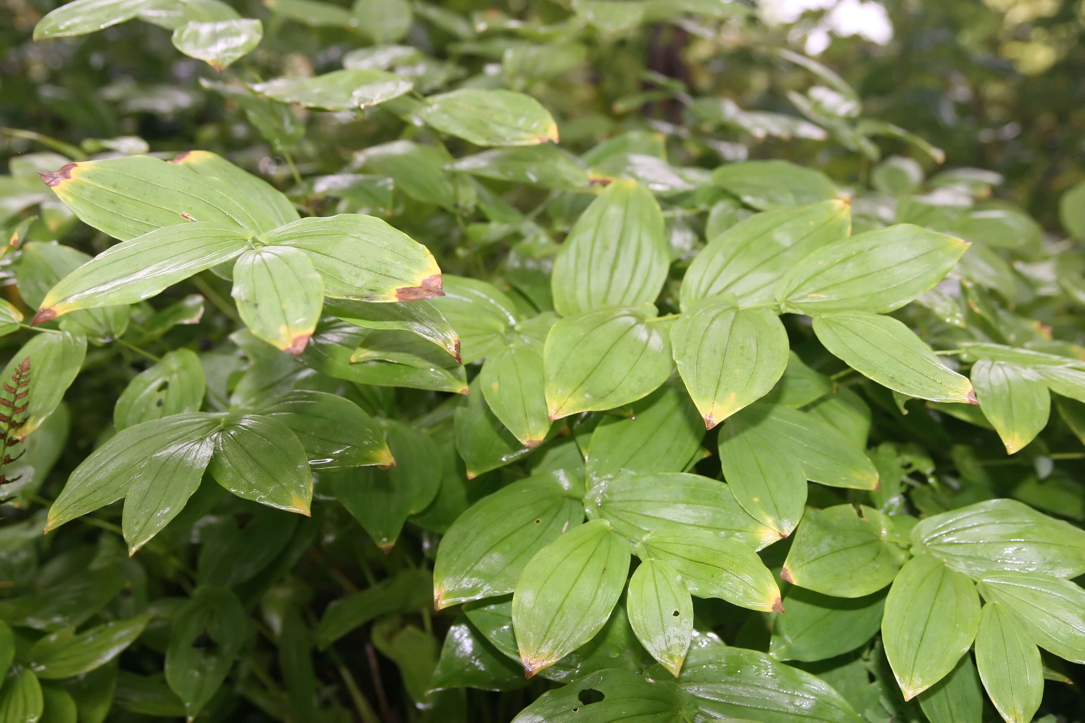 Image of largeflower bellwort