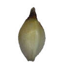 Image of Schoenus bolusii