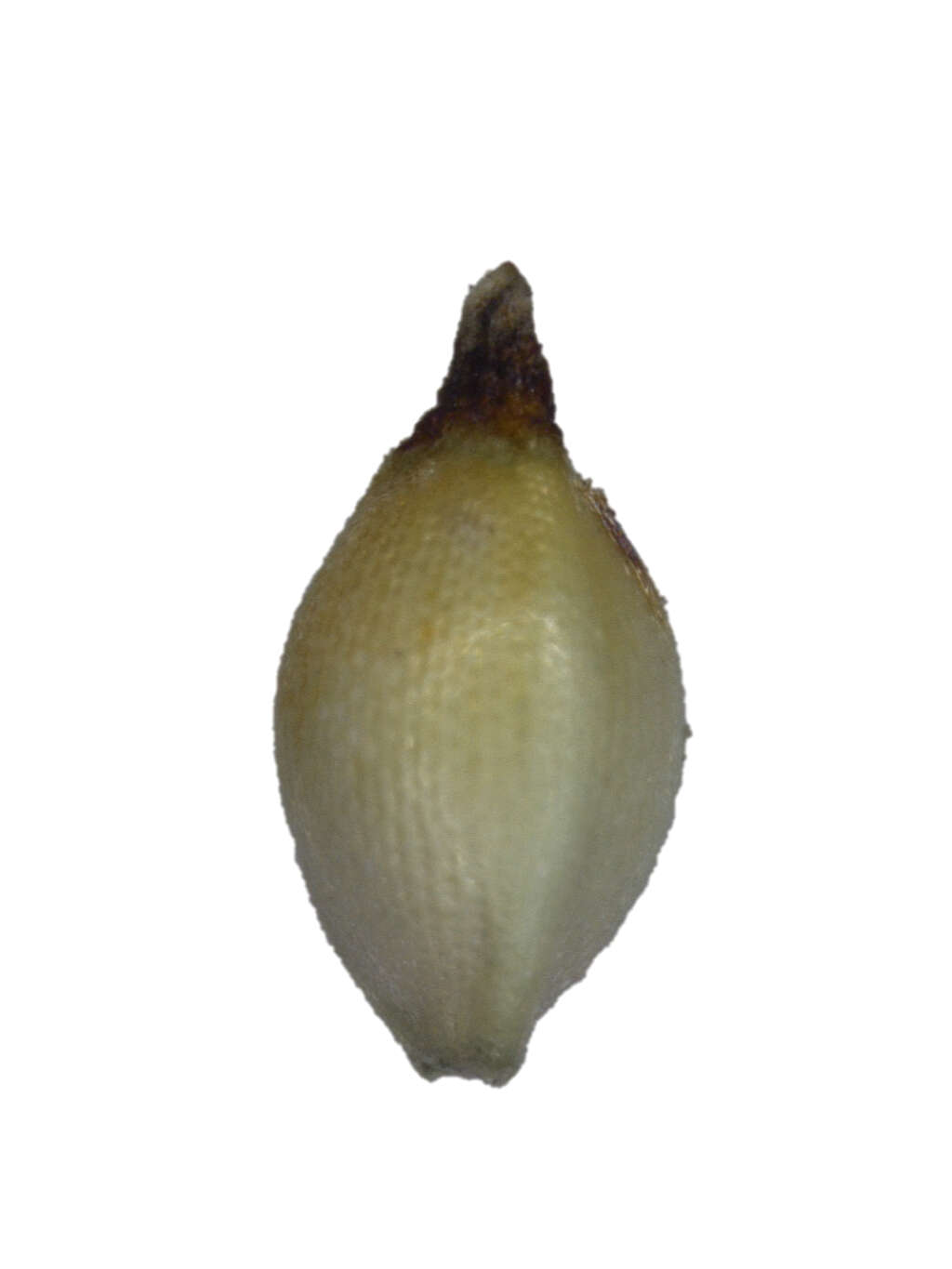 Image of Schoenus bolusii