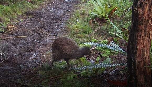 Image of Southern Brown Kiwi