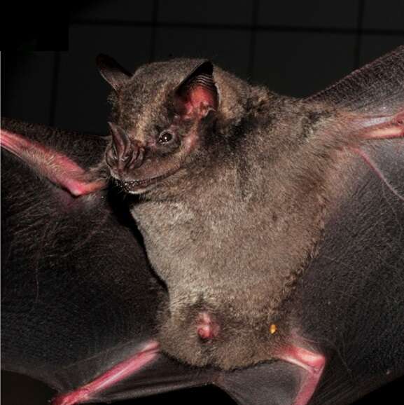 Image of Dark Fruit-eating Bat