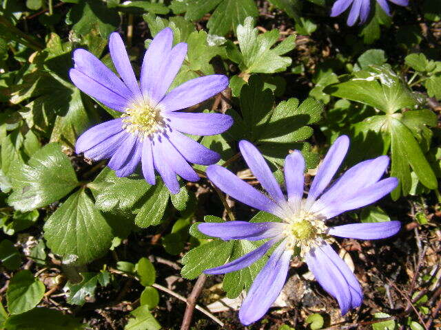 Image of Balkan Anemone