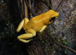 Plancia ëd Phyllobates terribilis Myers, Daly & Malkin 1978