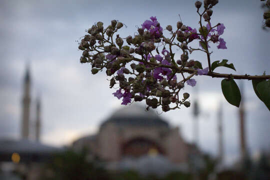 Image of lagerstroemia