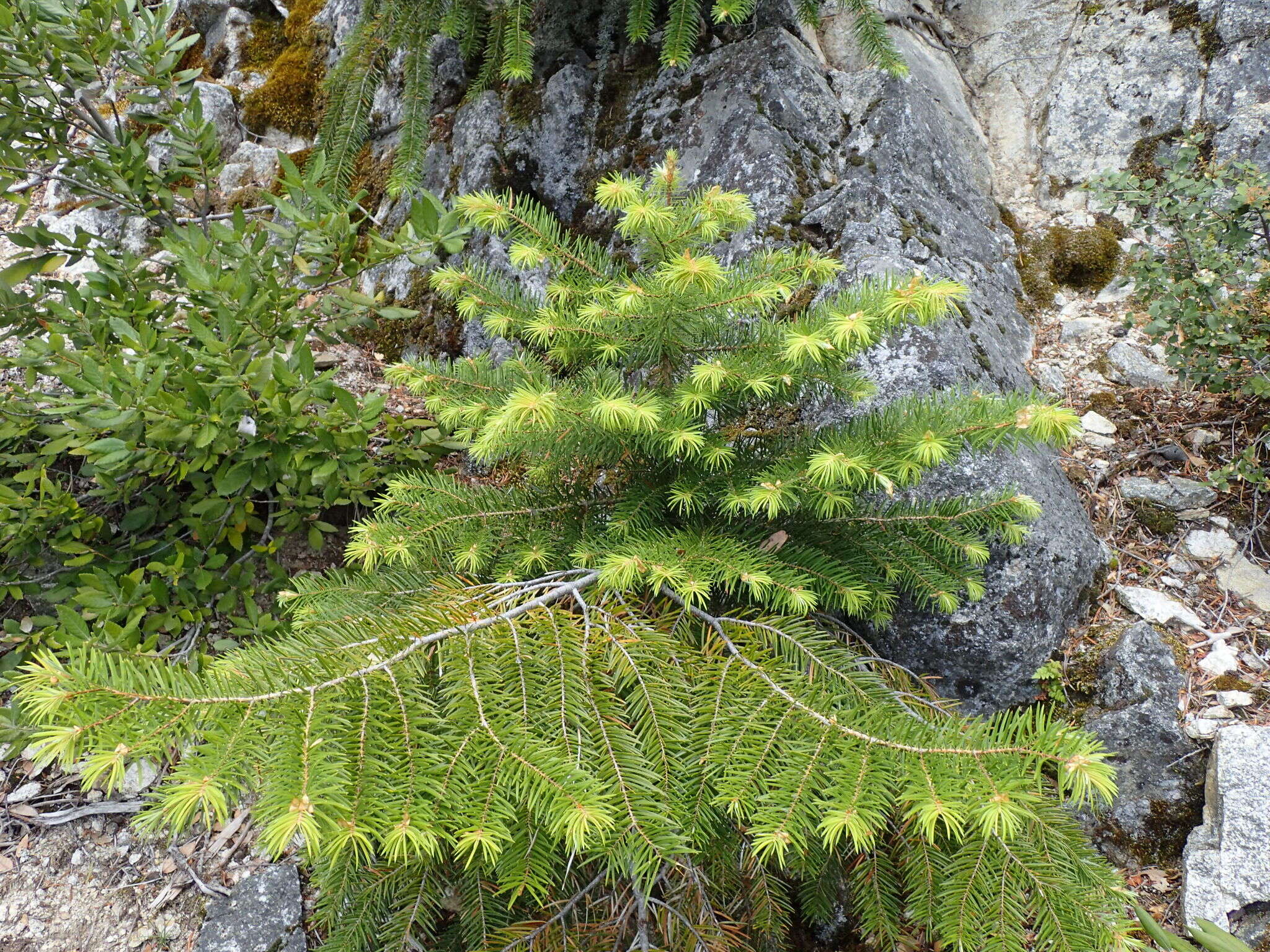 Abies bracteata (D. Don) A. Poit. resmi