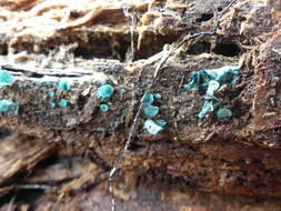 Image of Chlorociboria aeruginascens (Nyl.) Kanouse ex C. S. Ramamurthi, Korf & L. R. Batra 1958