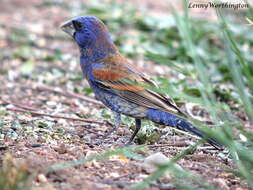 Image of Blue Grosbeak