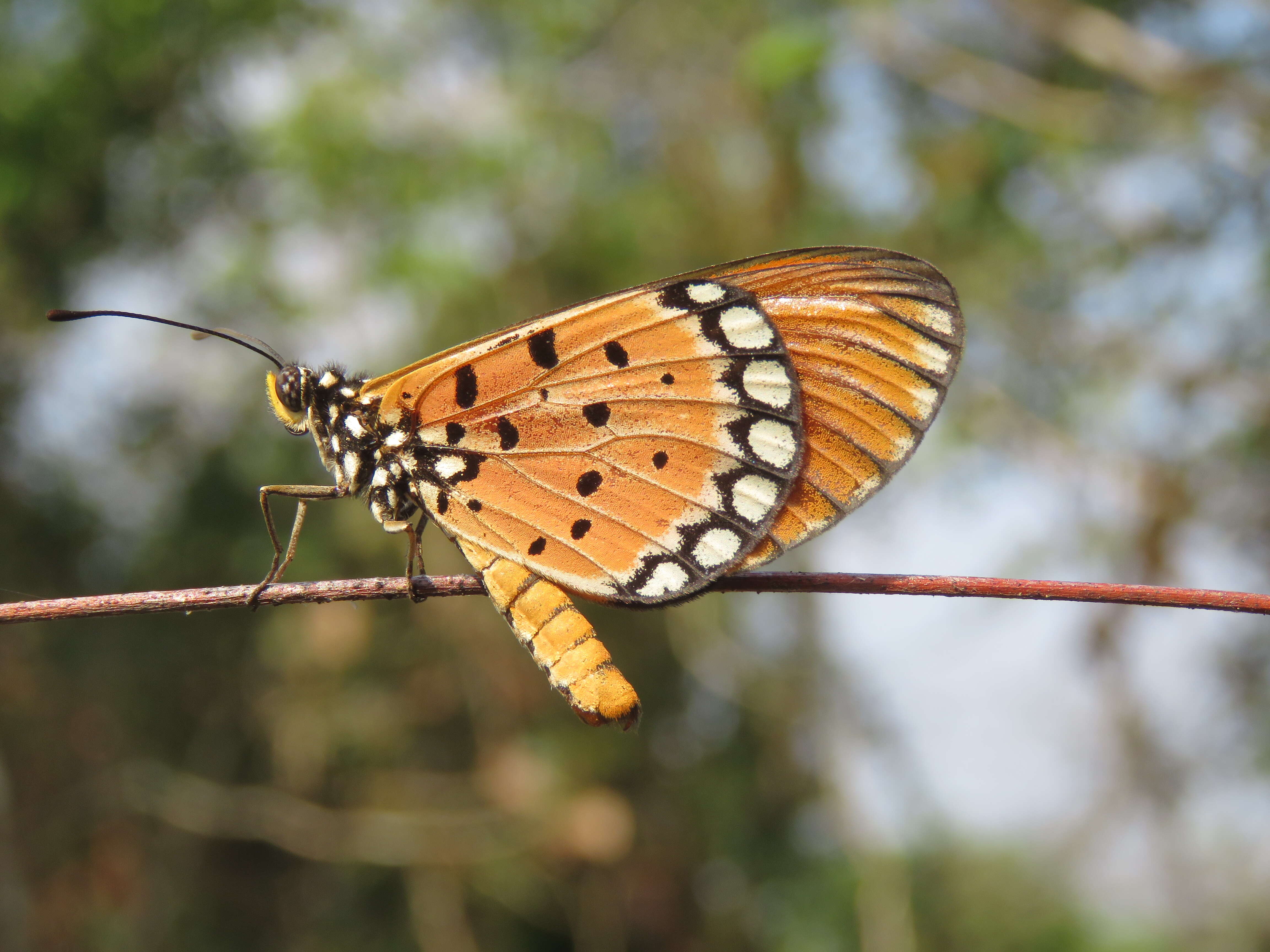 Image of Acraea terpsicore