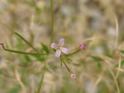 Image of american willowherb