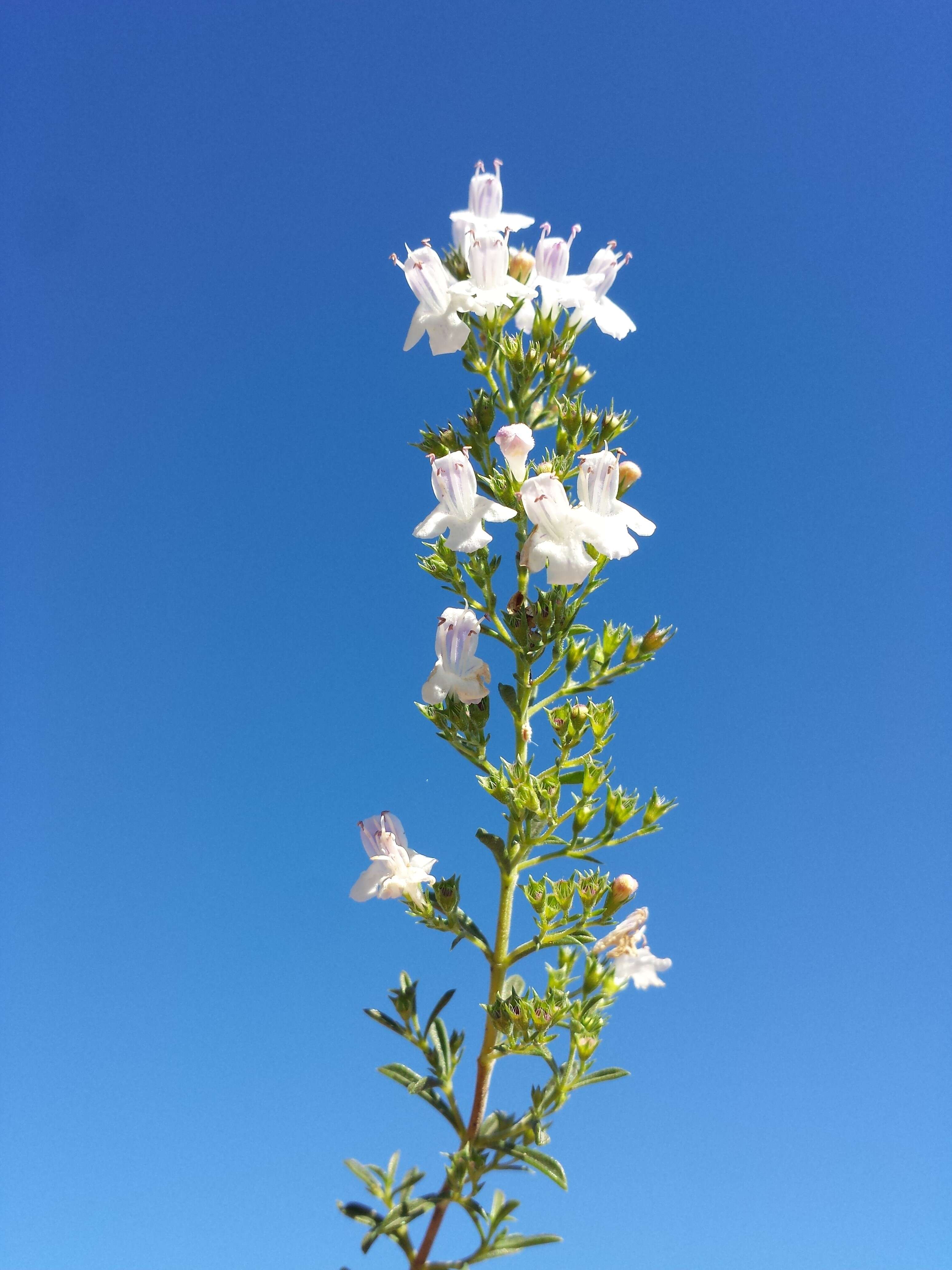 Image of perennial savory