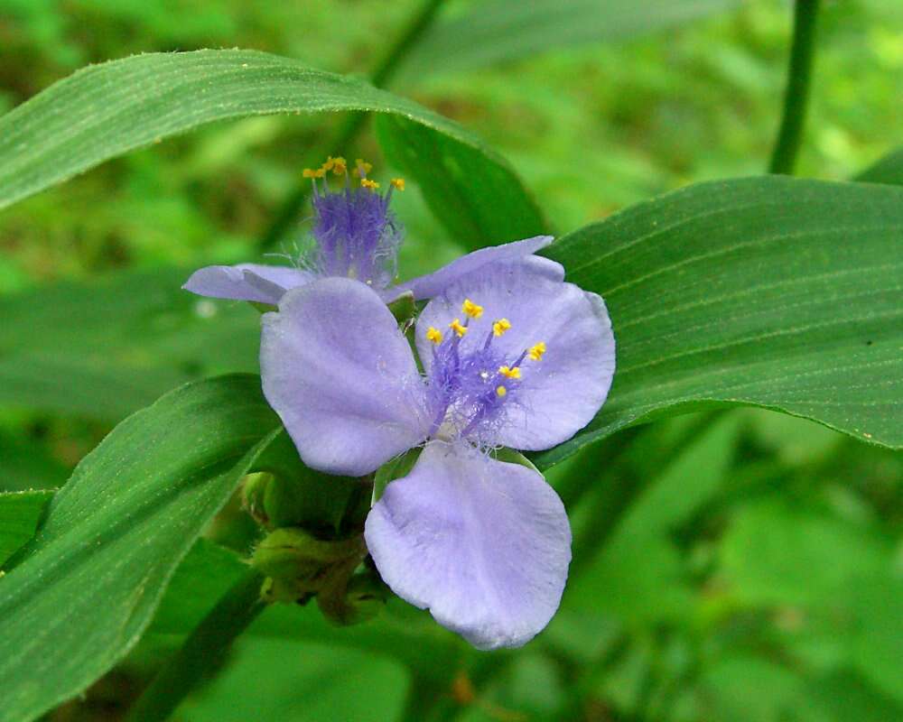 Image of zigzag spiderwort