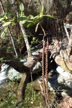 Imagem de Alnus orientalis Decne.