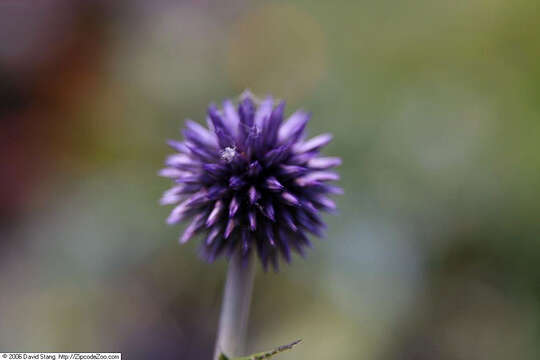 Image of Echinops bannaticus Rochel ex Schrad.