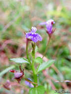 Imagem de Lobelia alsinoides Lam.