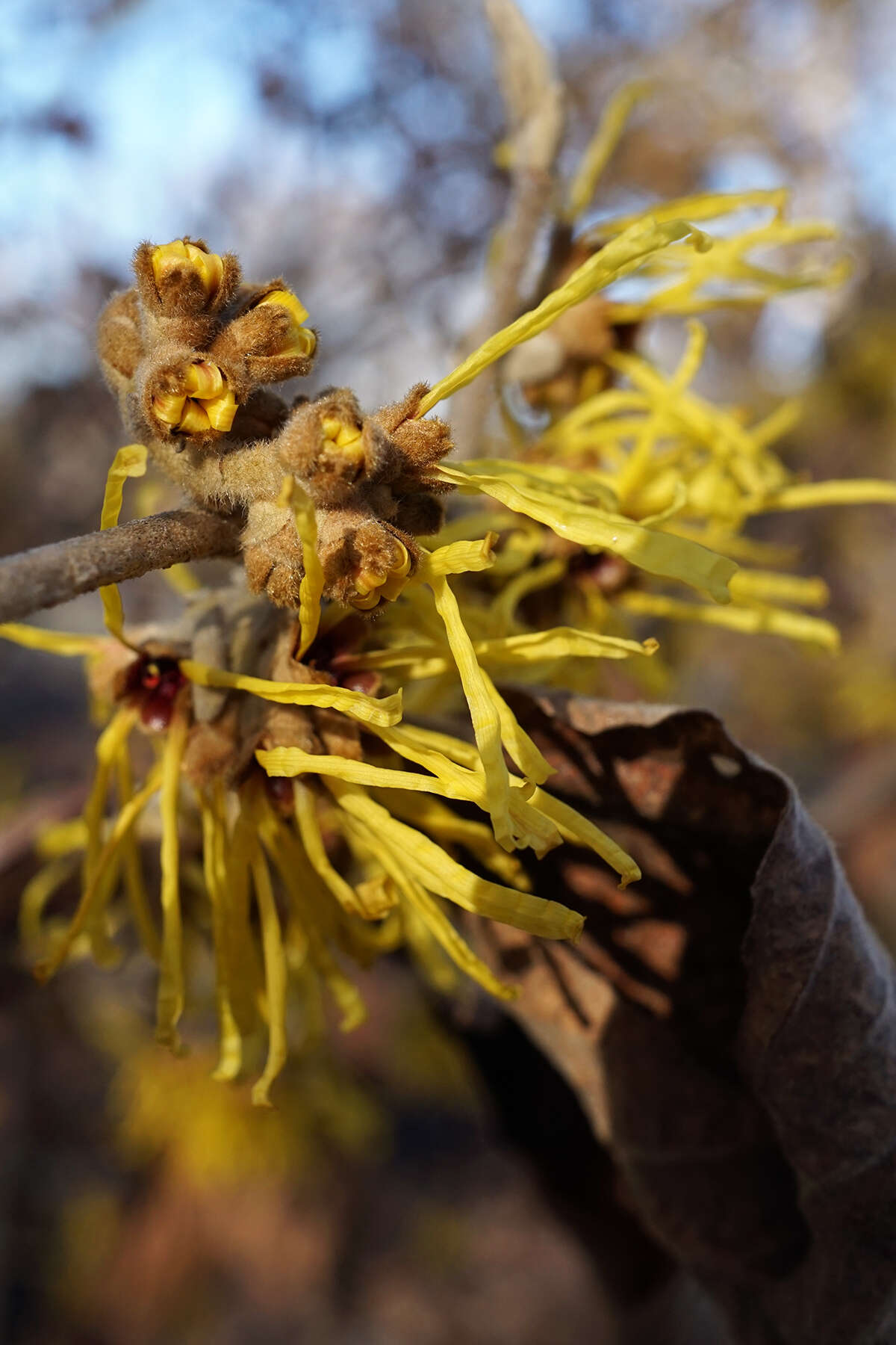 Image of Chinese witch hazel