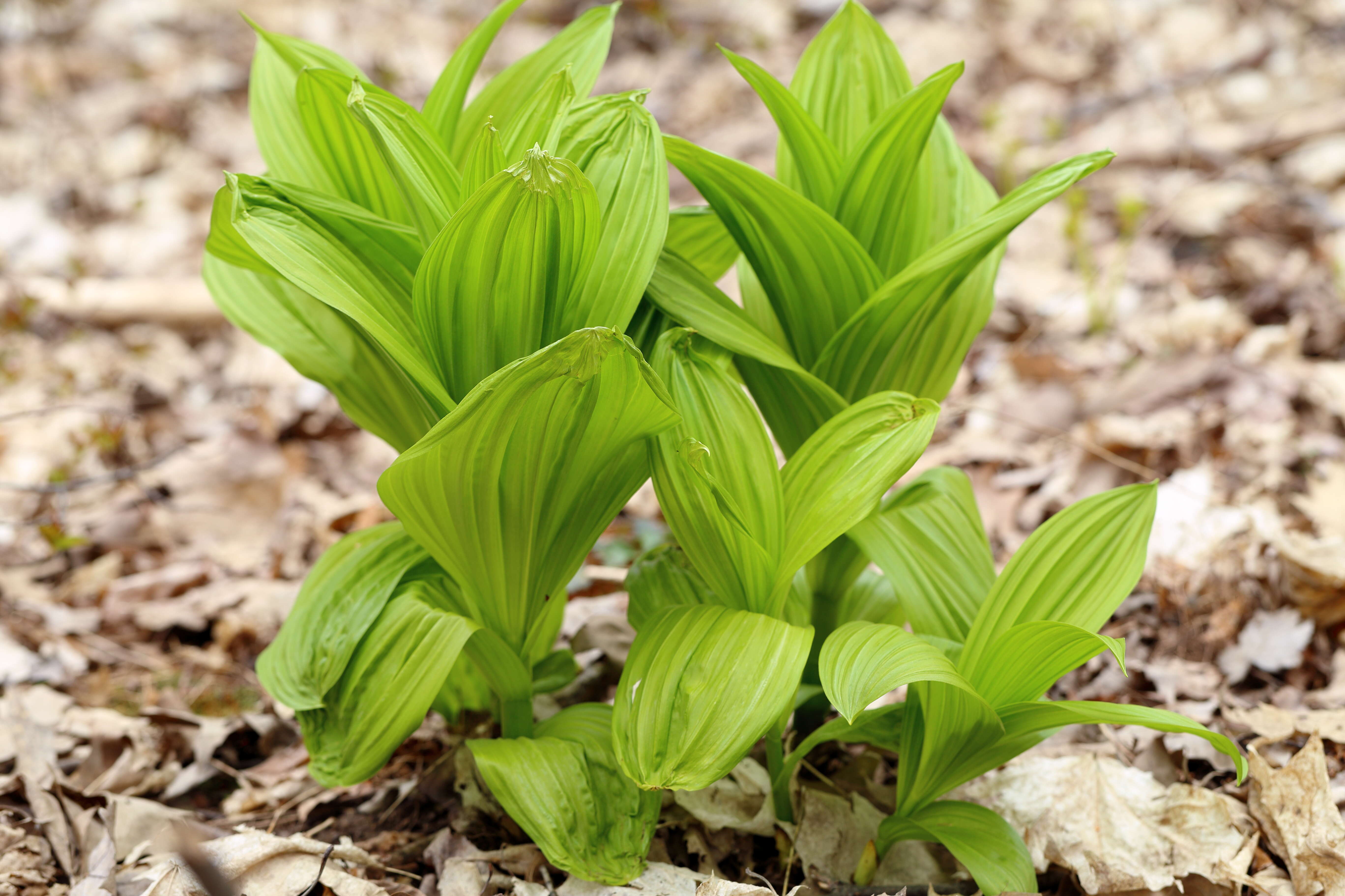 Слика од Veratrum viride Aiton