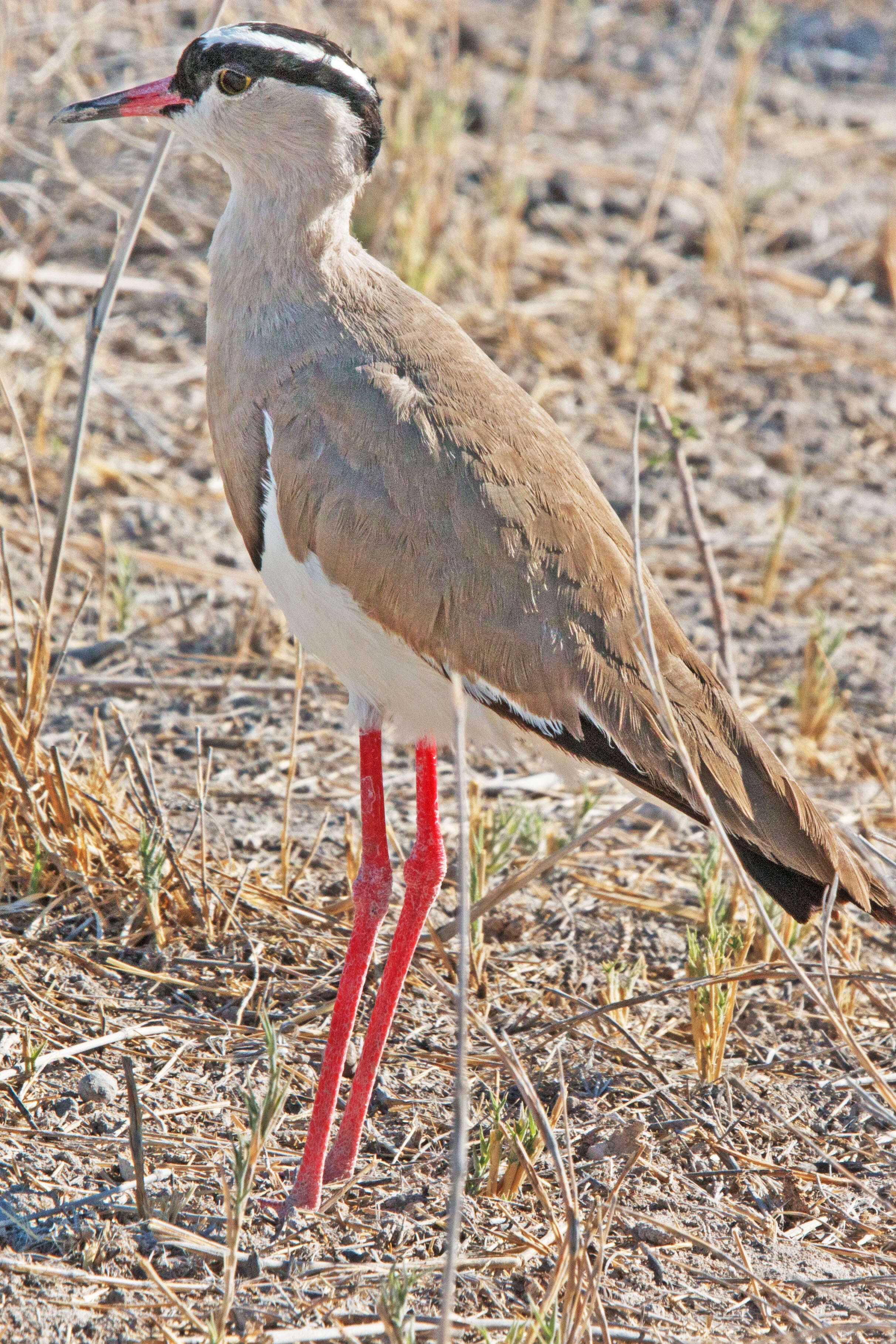 صورة Vanellus coronatus (Boddaert 1783)