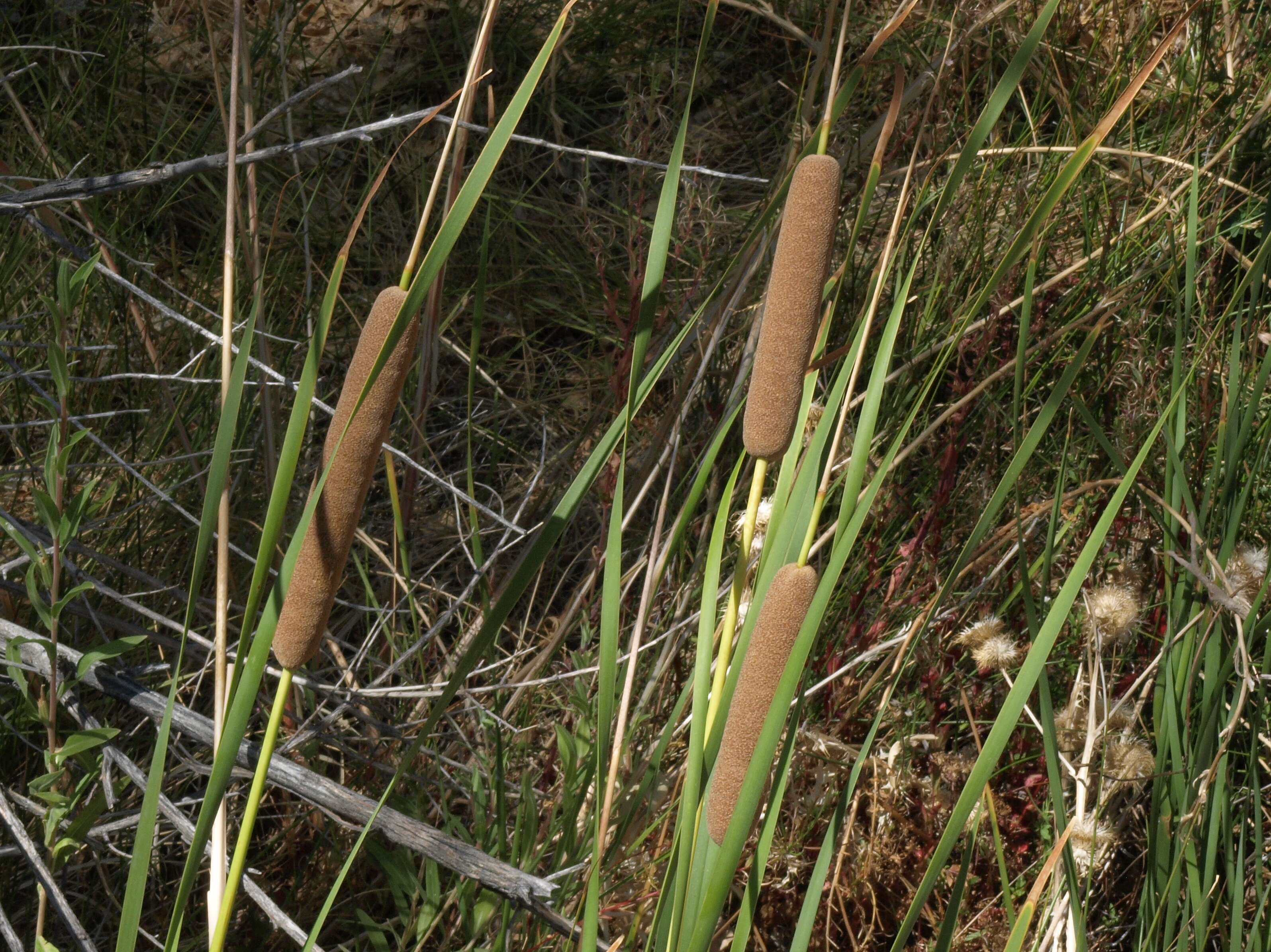 Image of southern cat-tail