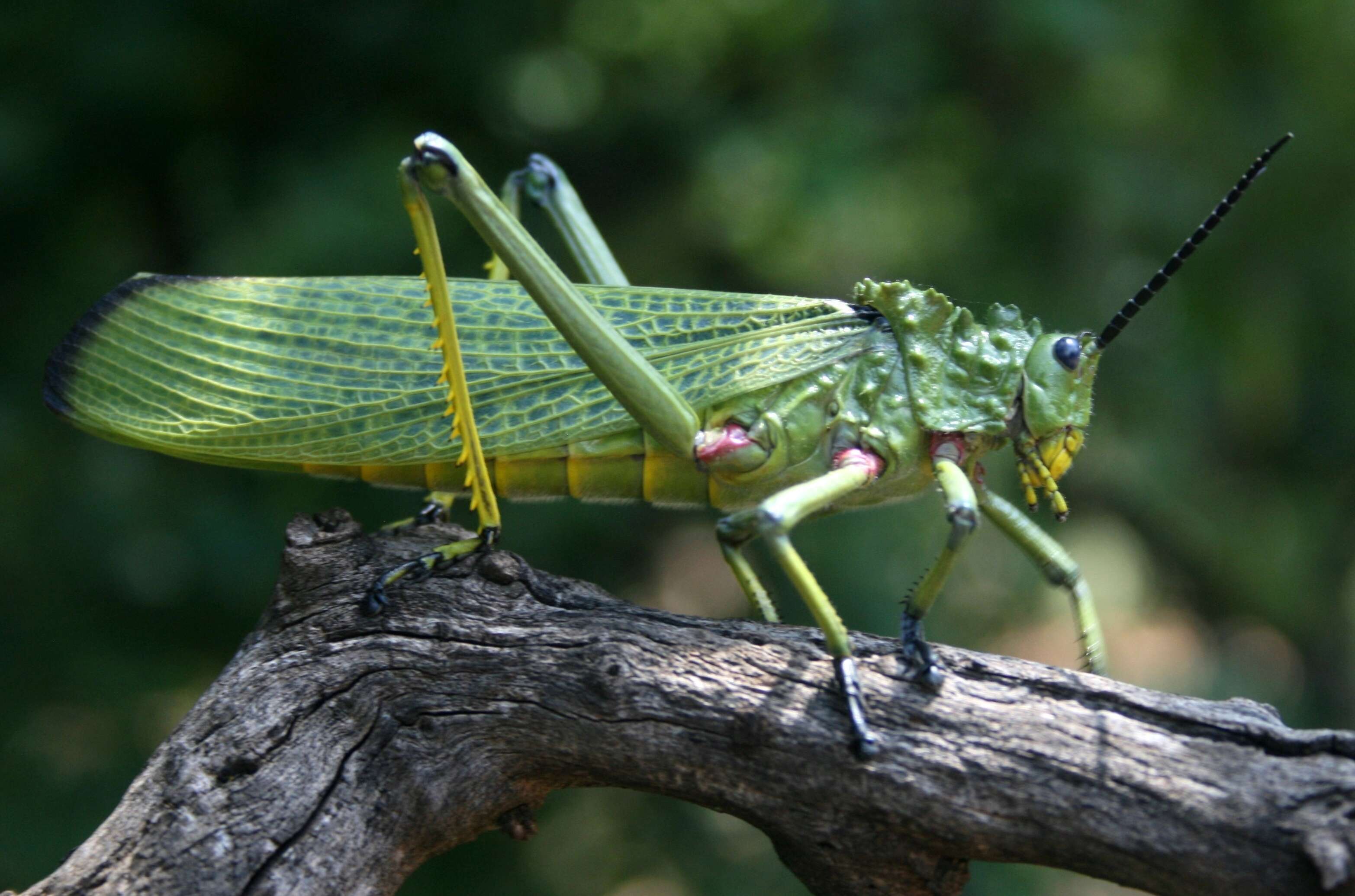 Plancia ëd Phymateus (Phymateus) viridipes Stål 1873