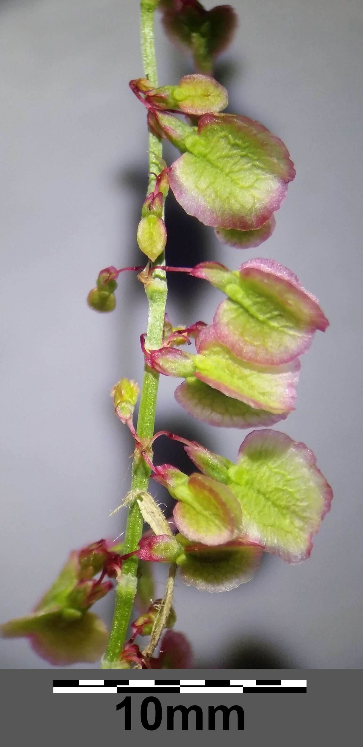 Image of Common Sorrel