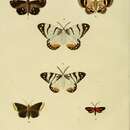 Image of Cyana fulvia (Linnaeus 1758)