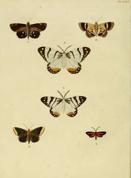 Image of Cyana fulvia (Linnaeus 1758)