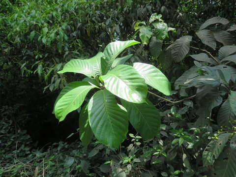 Image of Meliosma simplicifolia (Roxb.) Walp.