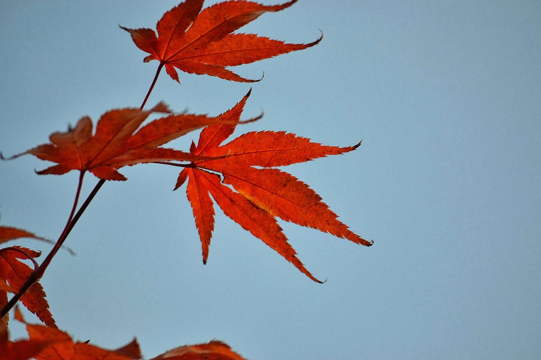 Image of Japanese maple