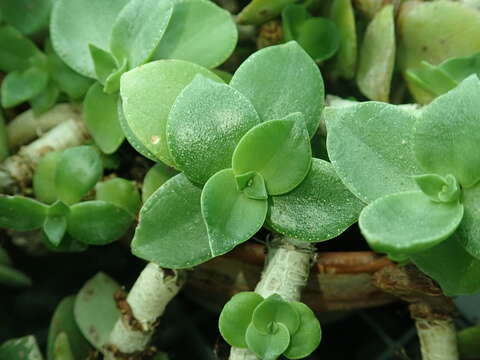 Image of Crassula lactea