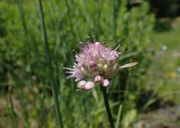 Image of Allium strictum Schrad.