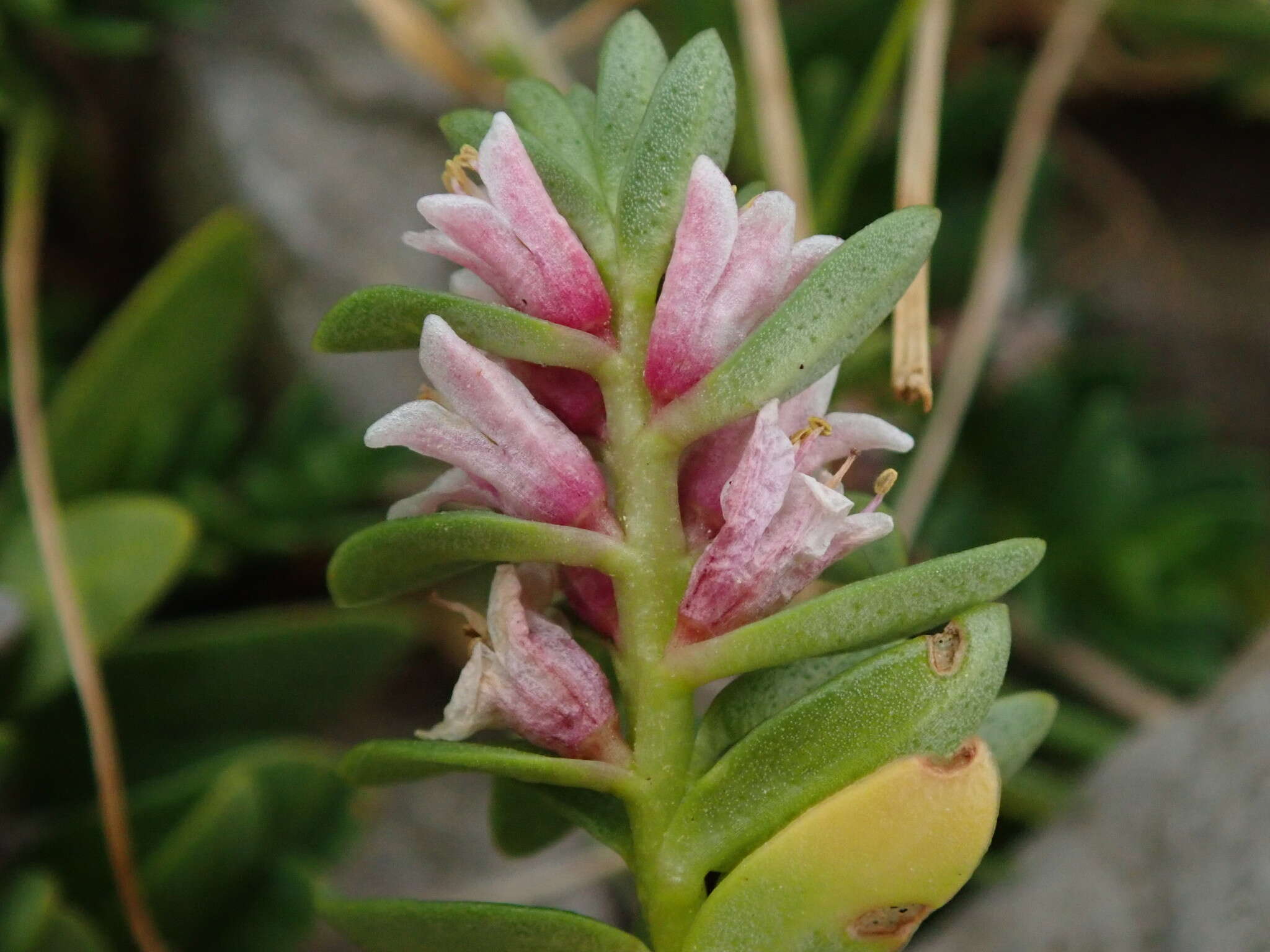 Image of black saltwort