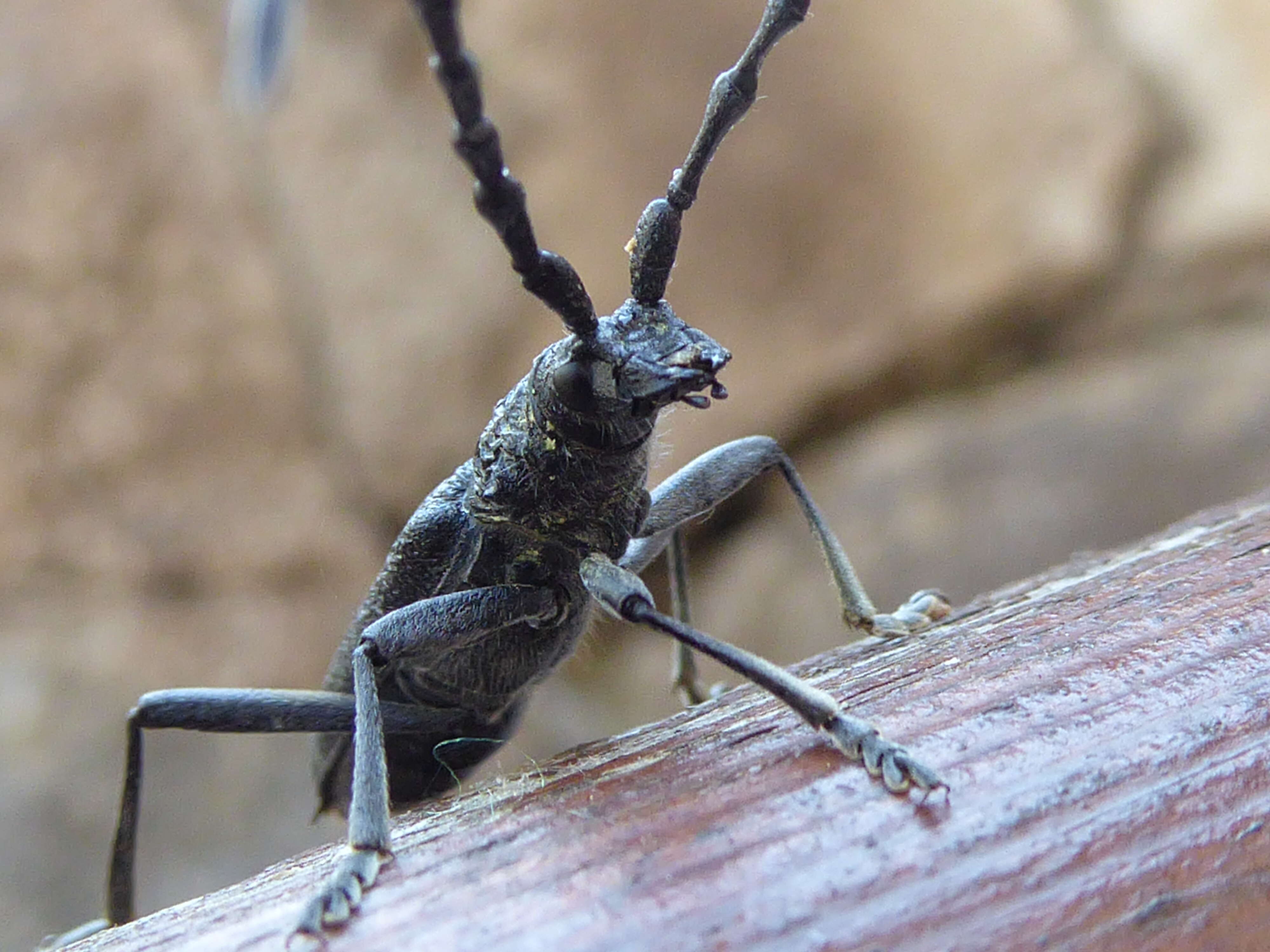 Image of capricorn beetle