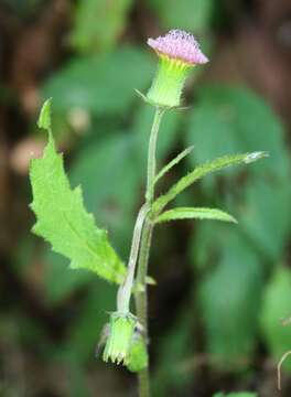 Image of ragleaf