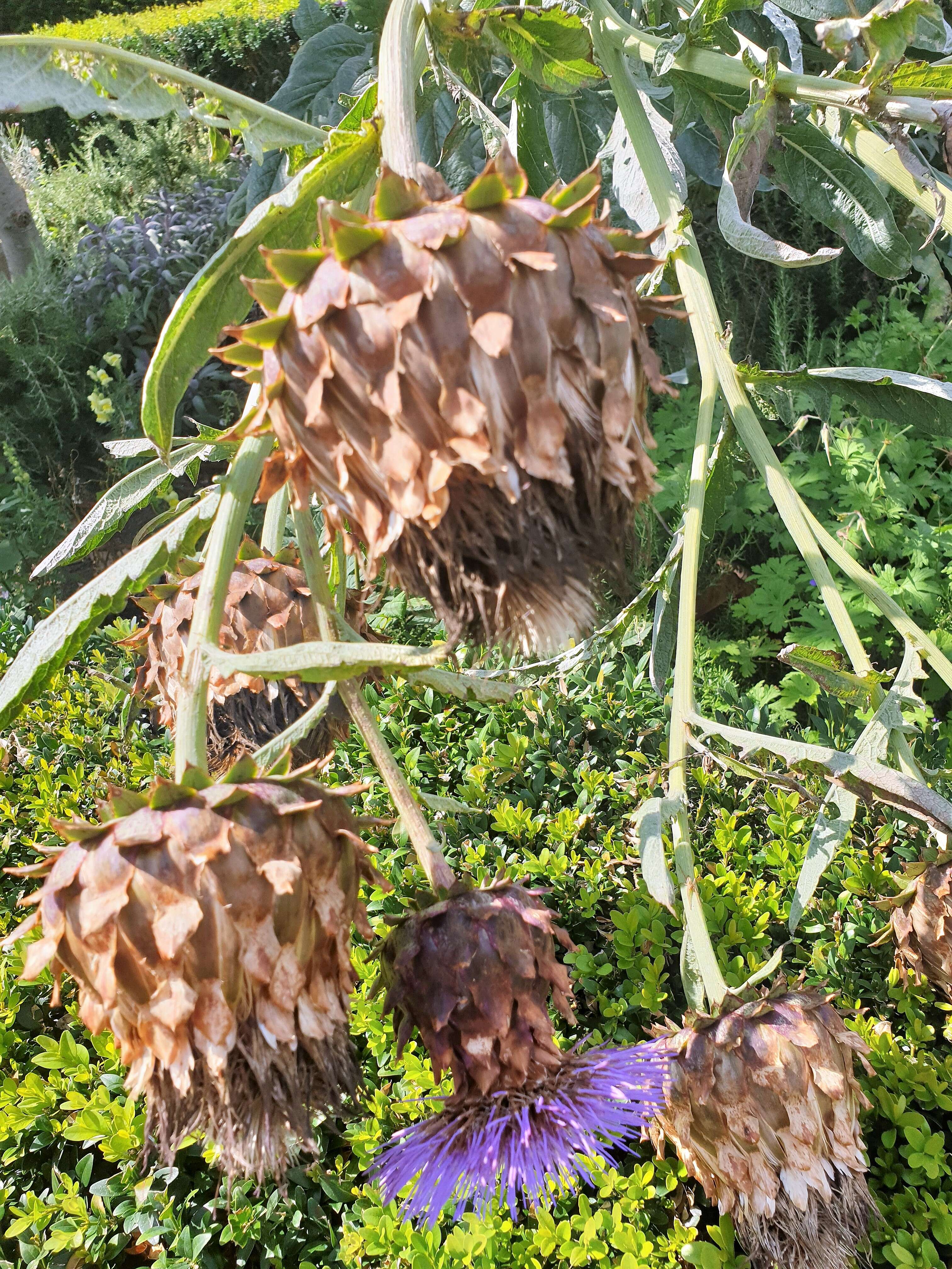 Image of cardoon